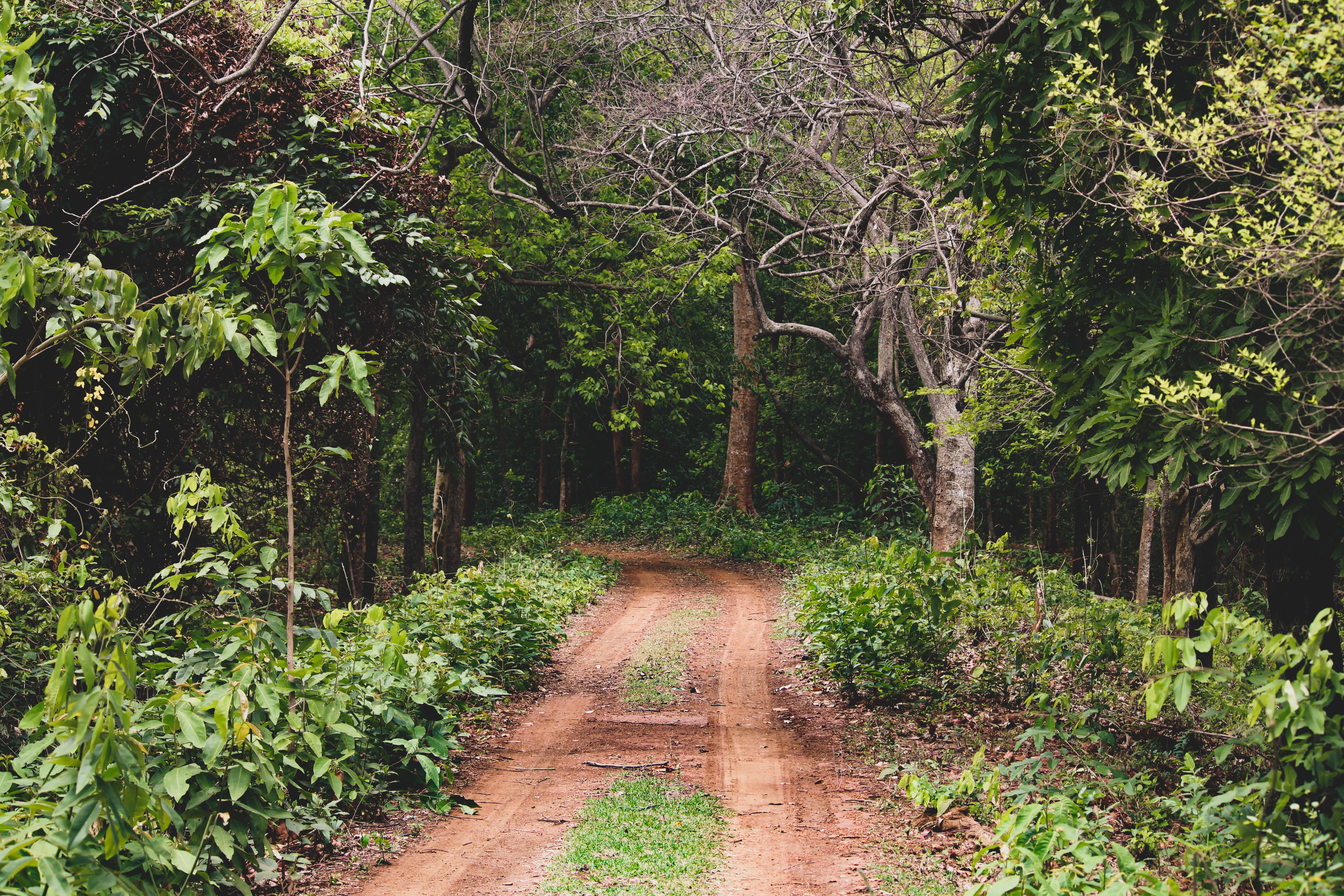 Wilpattu national park